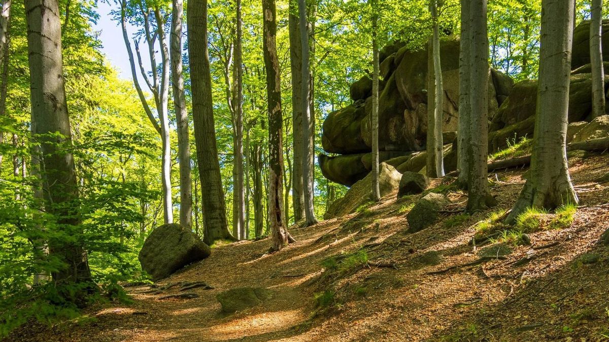Jizerskohorské bučiny: Památka UNESCO bez davů lidí. Jen ticho, les a vodopády
